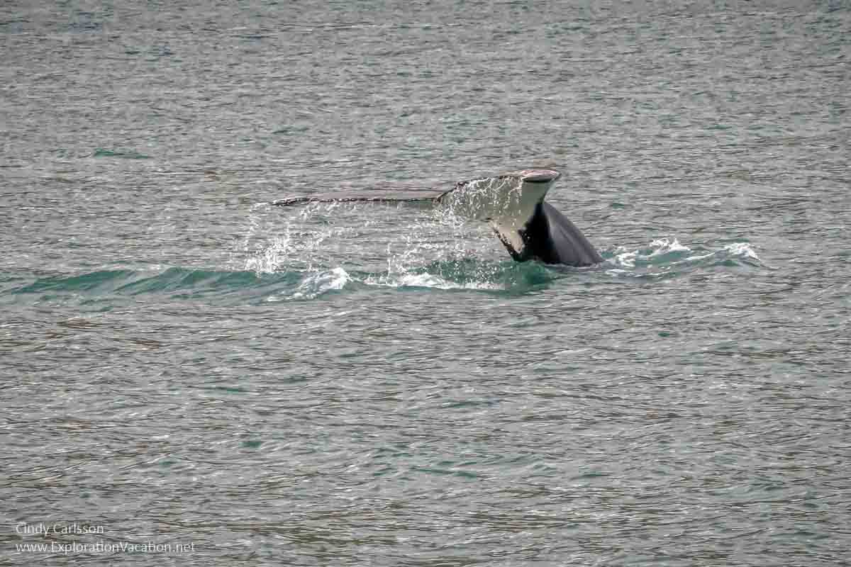 whale tail above water