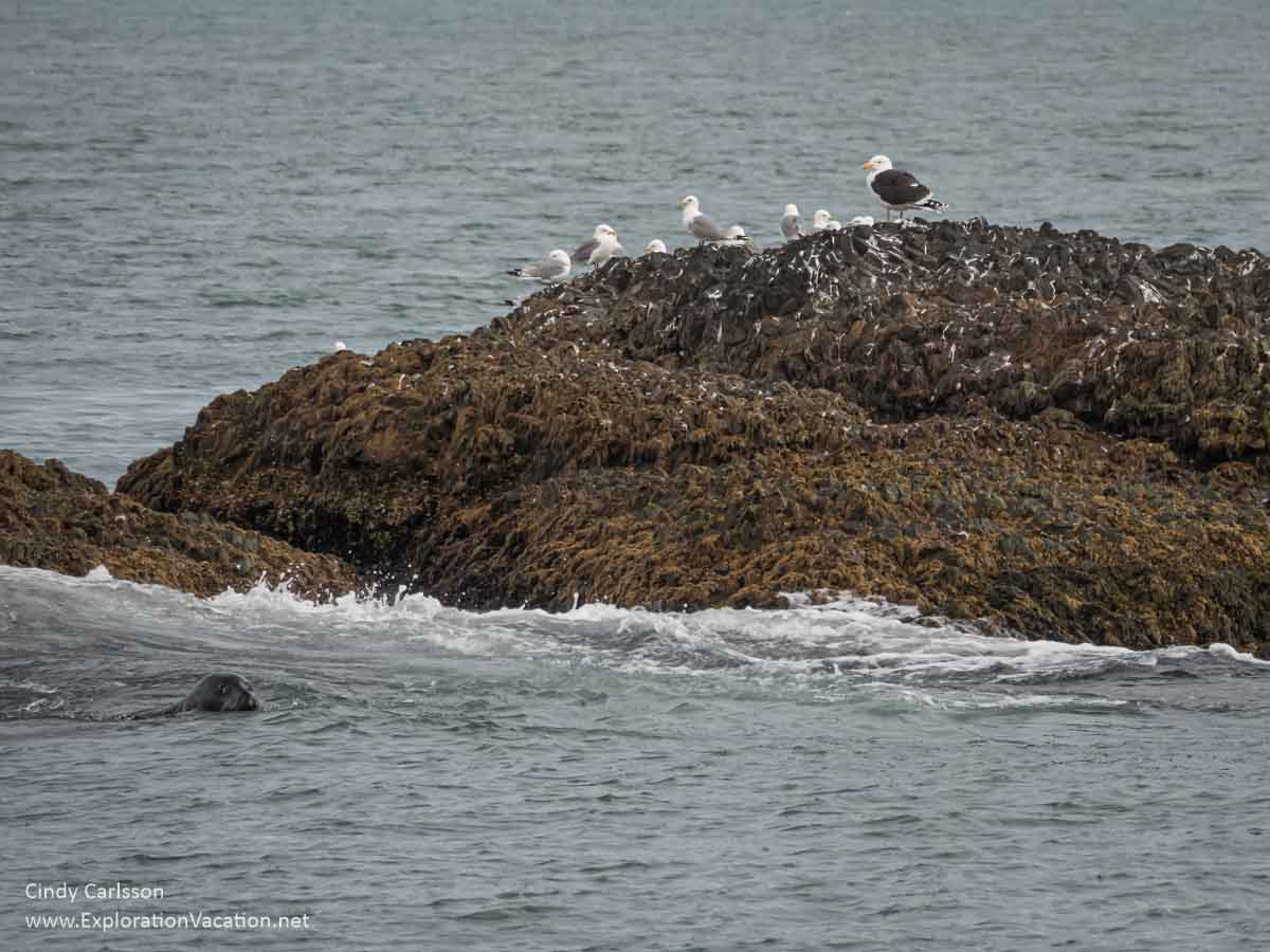 rock with sea birds