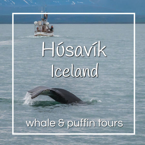 whale with boat with text "Husavik Iceland whale and puffin tours"