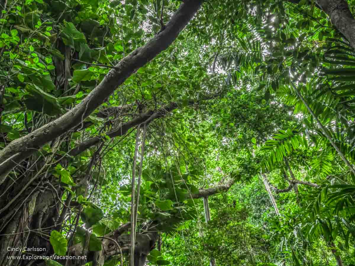 tree canopy from below