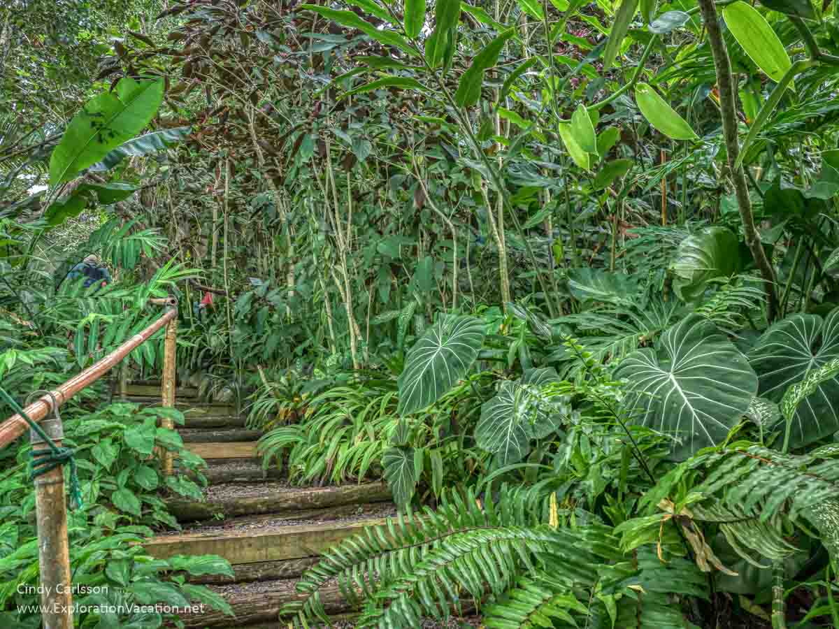tropical plants along steps cut into a hillside