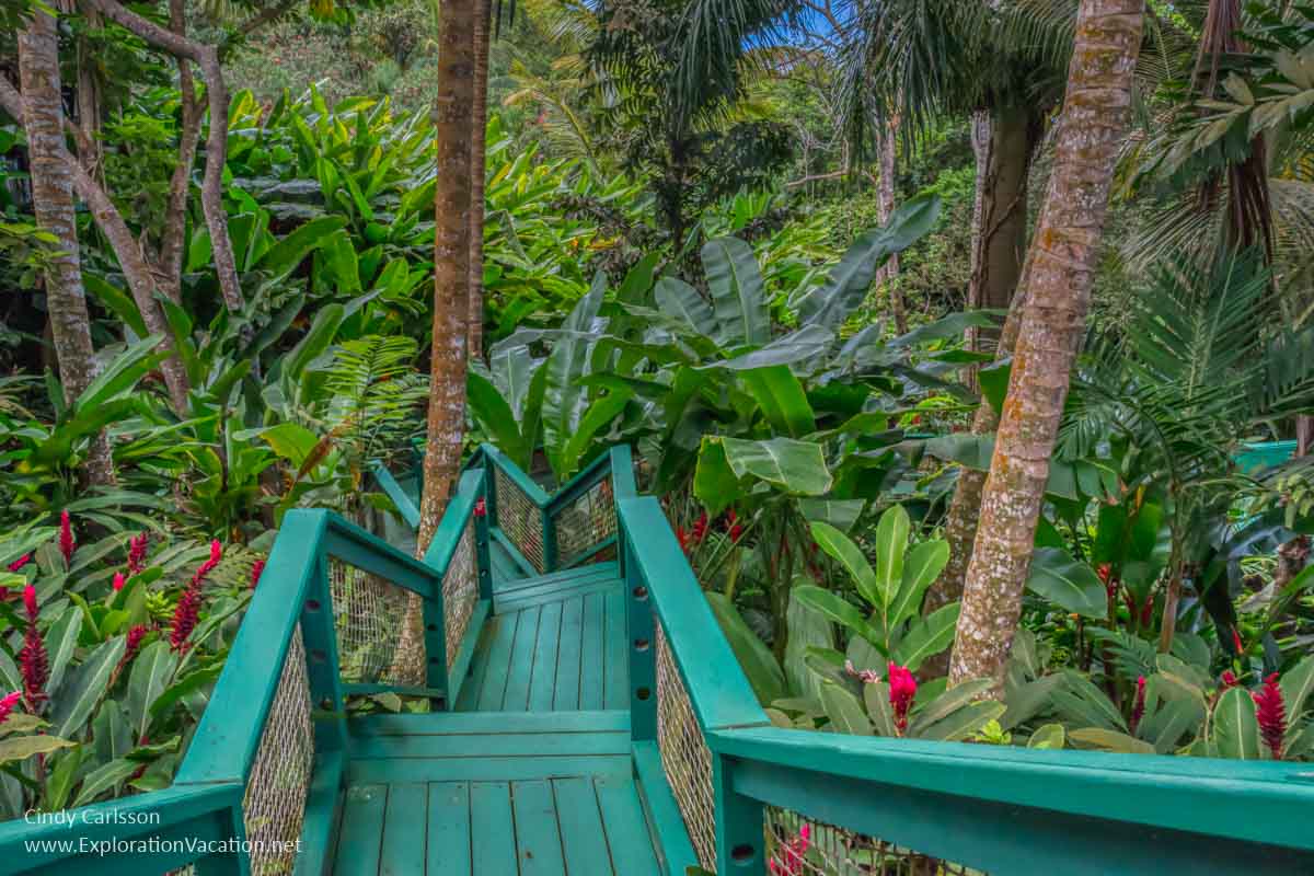 wooden walkway with stairs leading into tropical plants