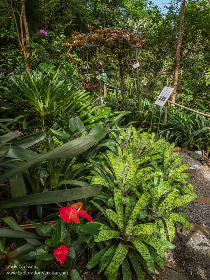 tropical plants along a walkway