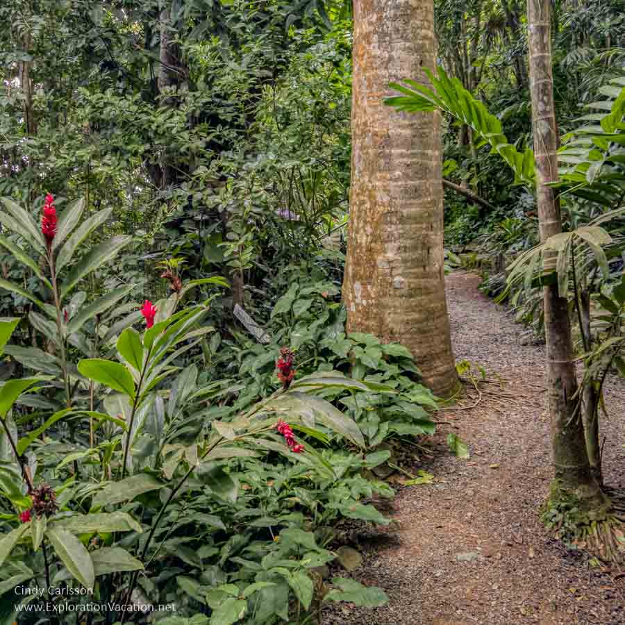 path between trees in a tropical garden