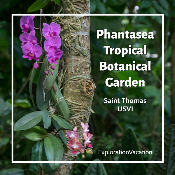 orchids with text "Phantasea Tropical Botanical Garden St Thomas"
