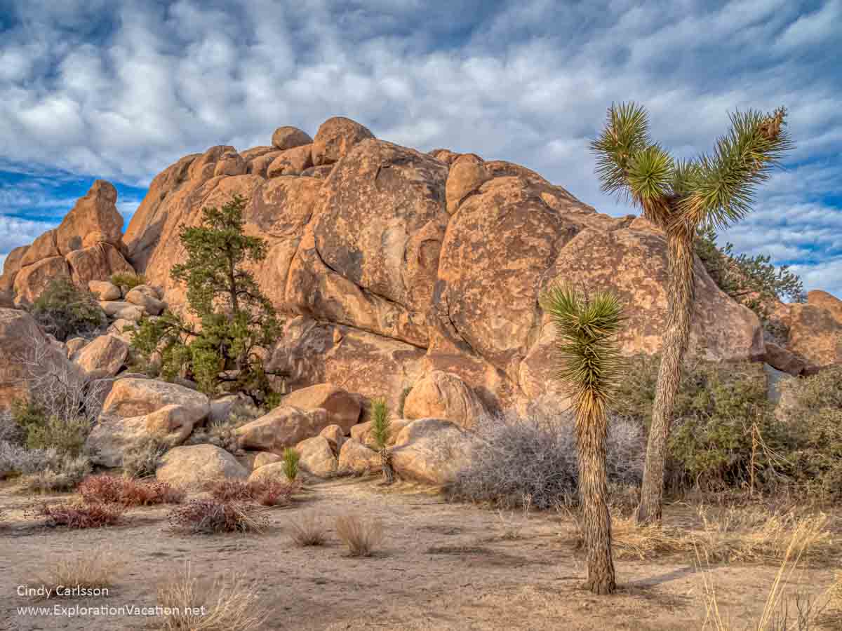hills and joshua tree photo
