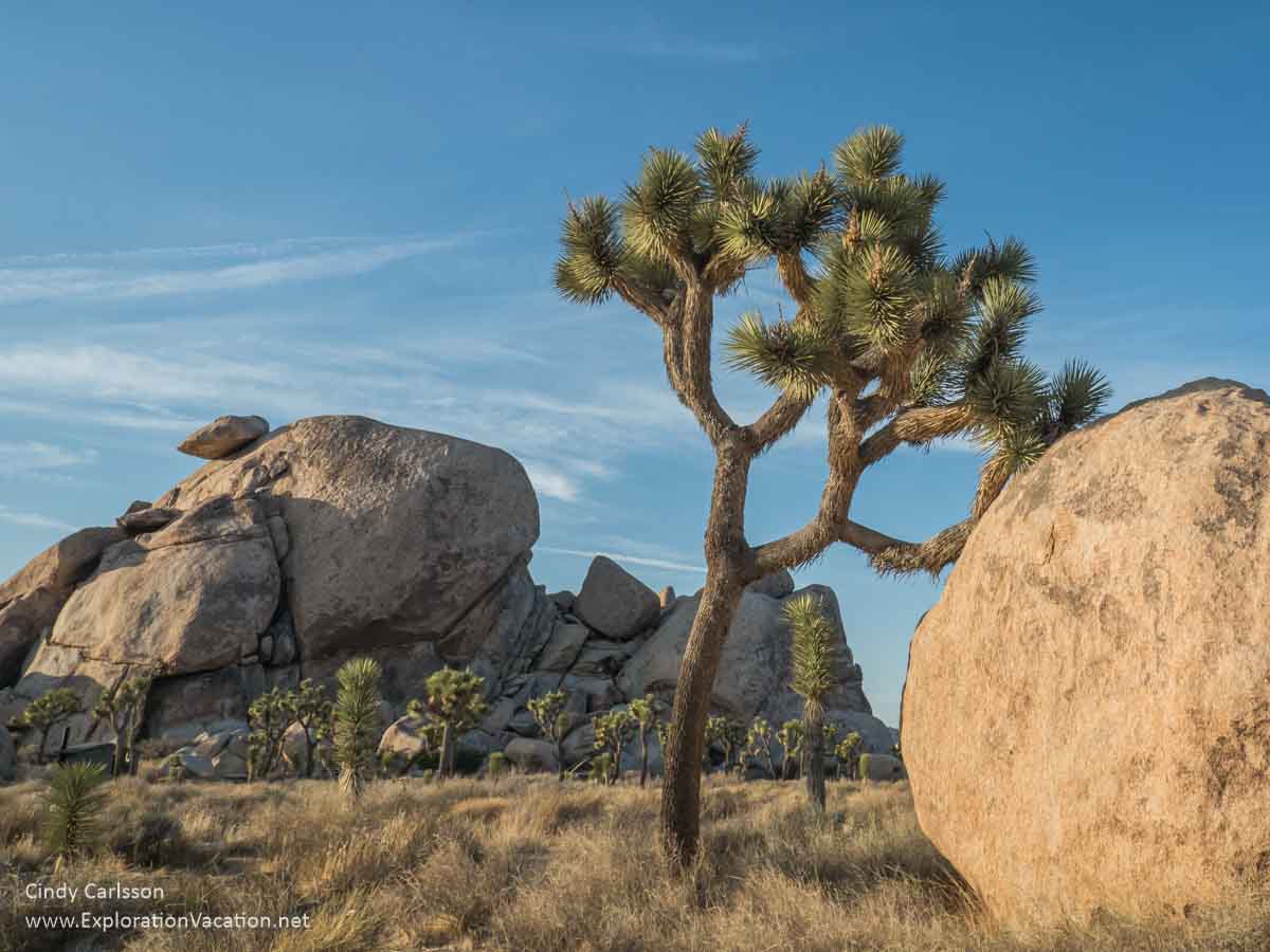 photo of a Joshua tree and boulder with more Joshua tree plants and hills behind