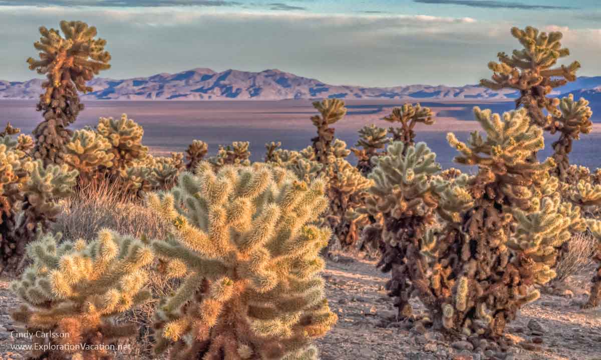 photo of cholla cactus with distant mountains near sunset