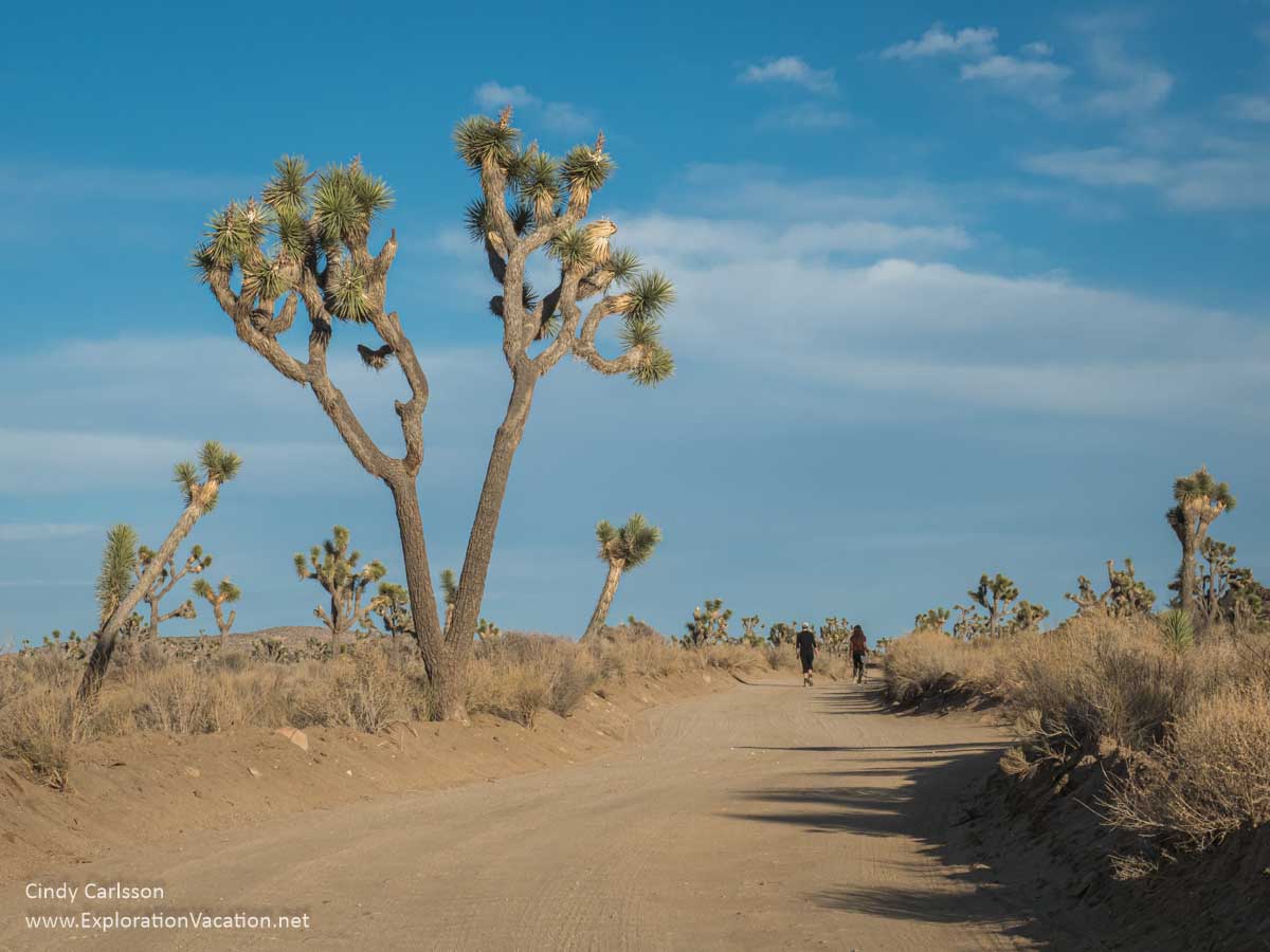 photo of hikers on a dirt road with Joshua trees
