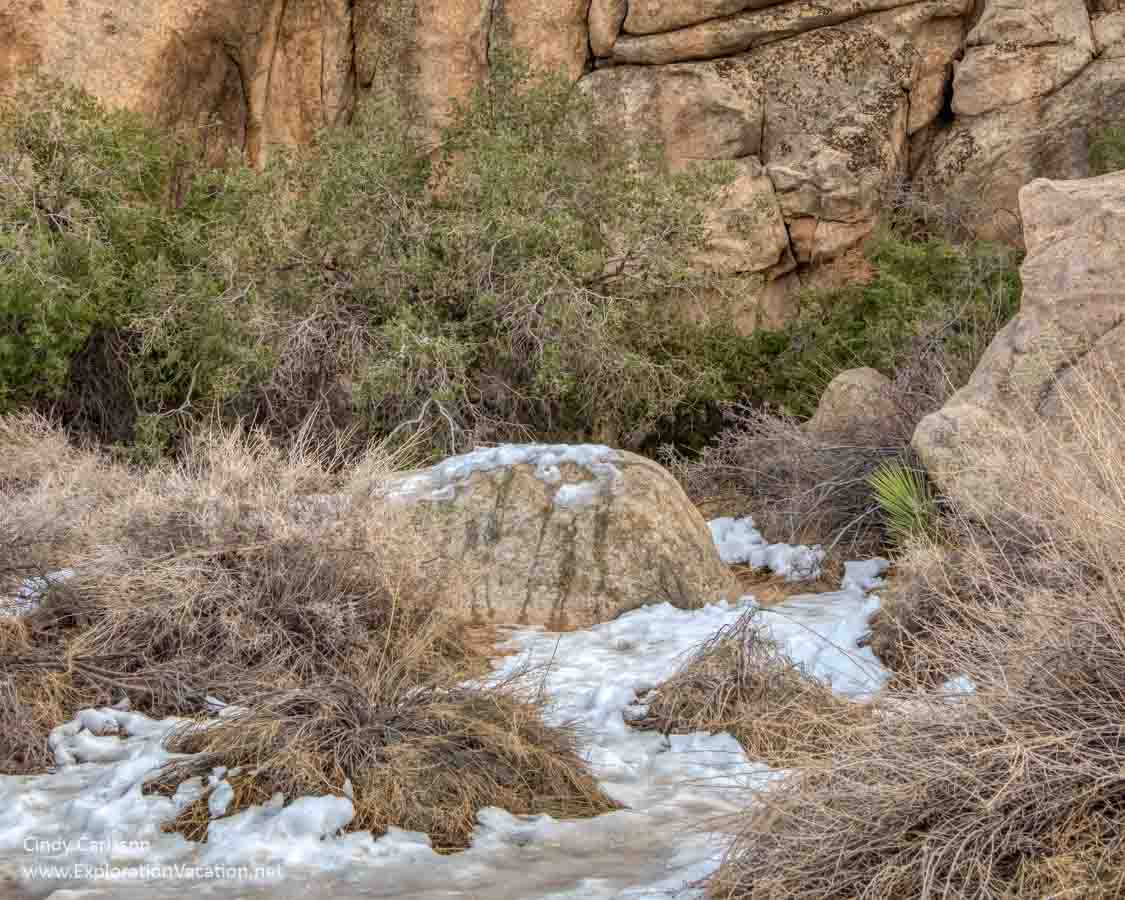 photo of snow in Joshua Tree National Park