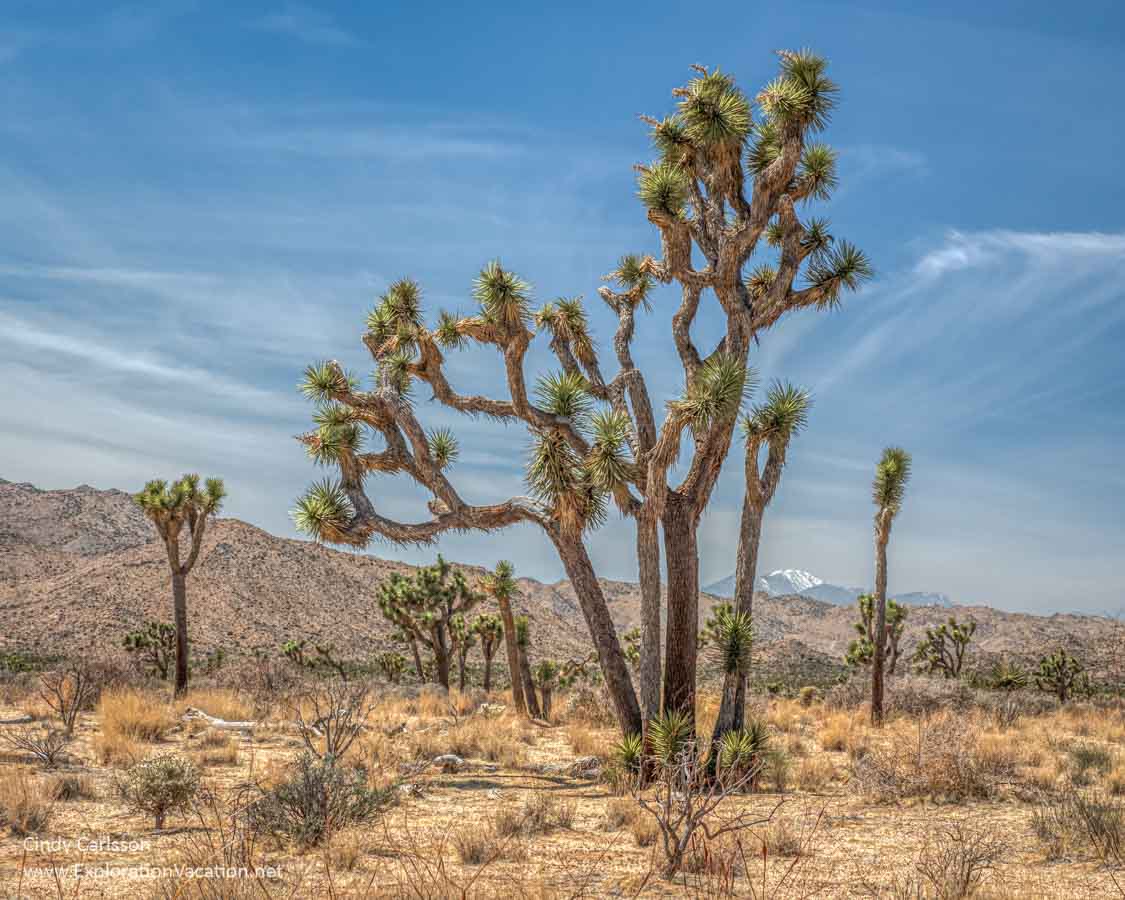 picture of joshua trees in California