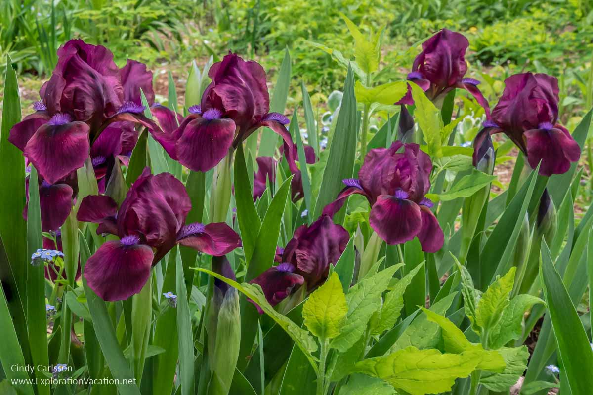 purple irises in Munsinger Garden