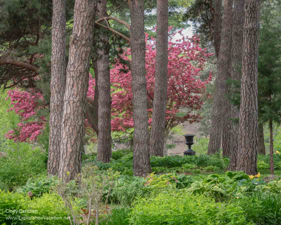 photo of a woodland garden with blooming fruit trees