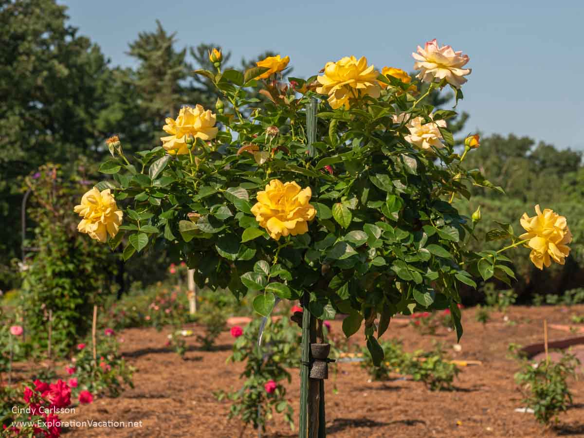 Yellow tree roses in the Virgin Clemens Rose Garden