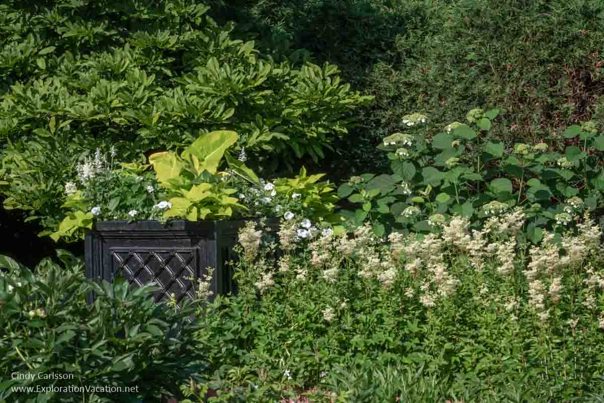 Formal flower beds with white flowers. 