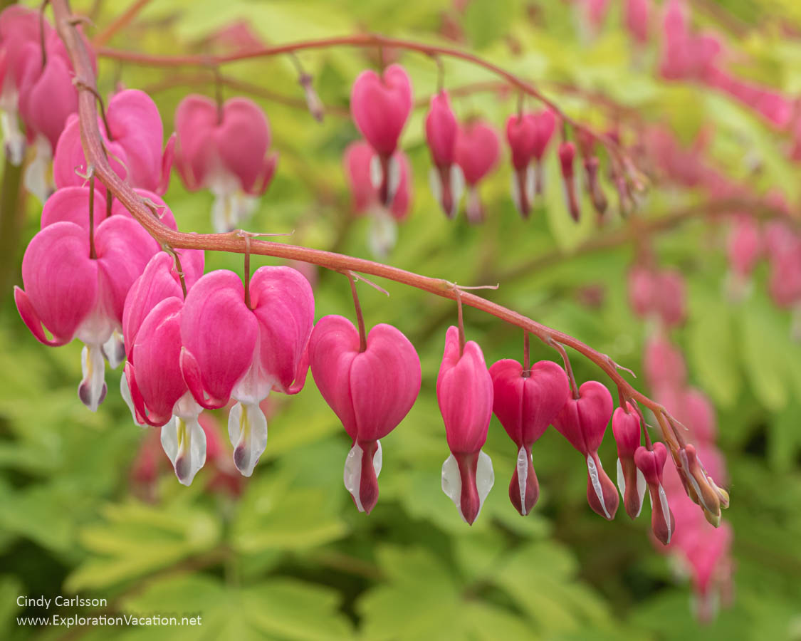 Close-u of pink bleeding heart flowers.