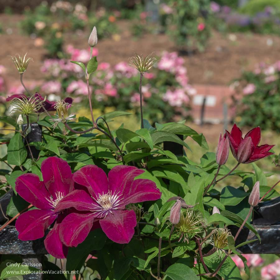 Clematis blossoms with roses in the background.