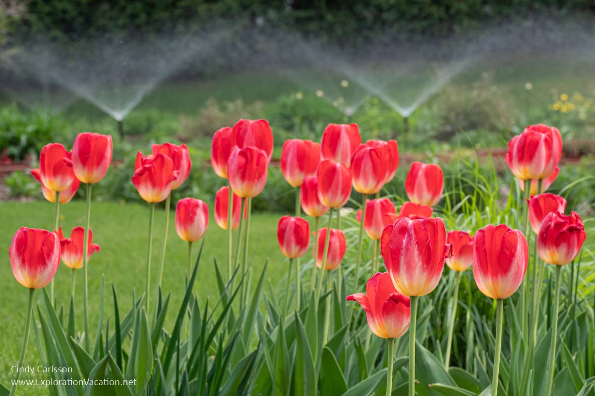 Red tulips in a grassy yard with sprinklers watering in the background.