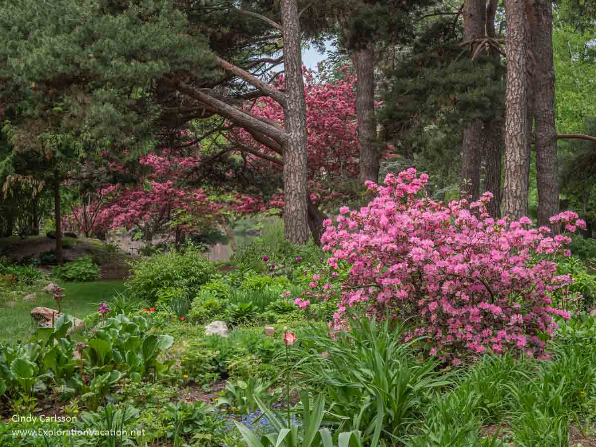 pine trees with flowering trees and shrubs