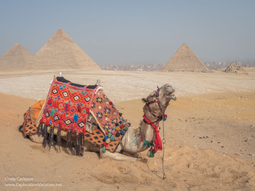 photo of a camel by the Great Pyramids
