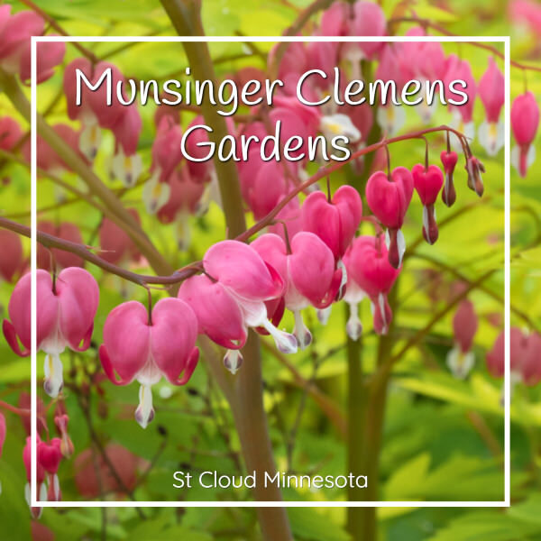 photo of bleeding heart with text "Munsinger Clemens Gardens St Cloud Minnesota"