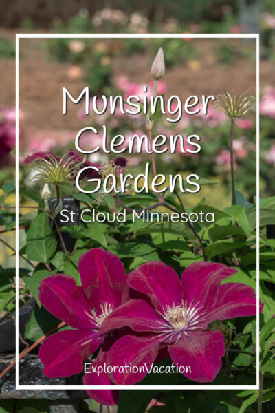 Clematis blossom with text "Munsinger Clemens Gardens in St. Cloud, Minnesota - ExplorationVacation.net."