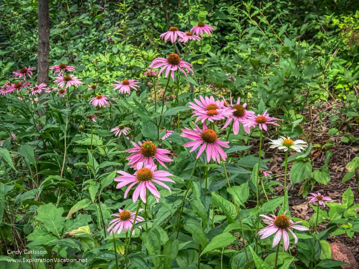 pink coneflowers in bloom