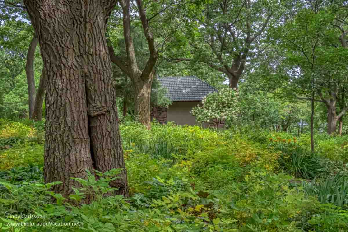 hostas and other shade plants in a garden beneath mature trees