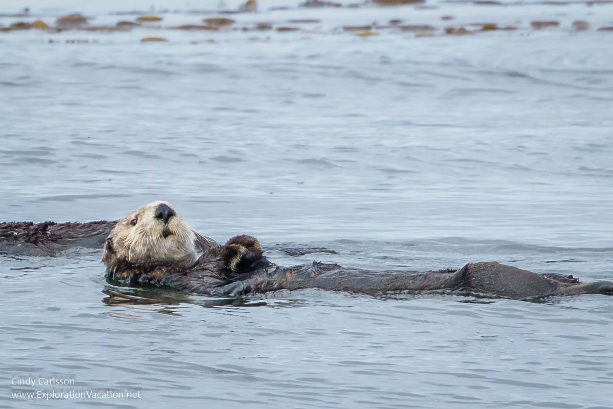 sea otter floating in Sitka Sound