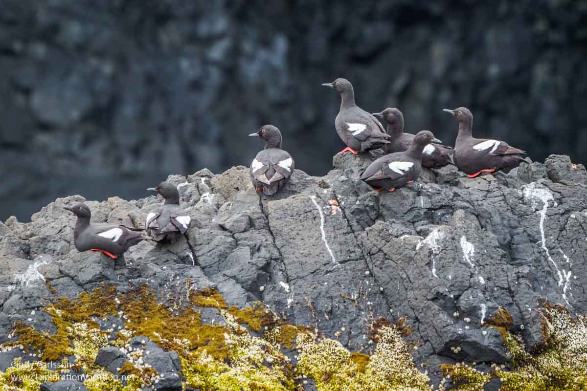 black and white sea birds perched on rocks