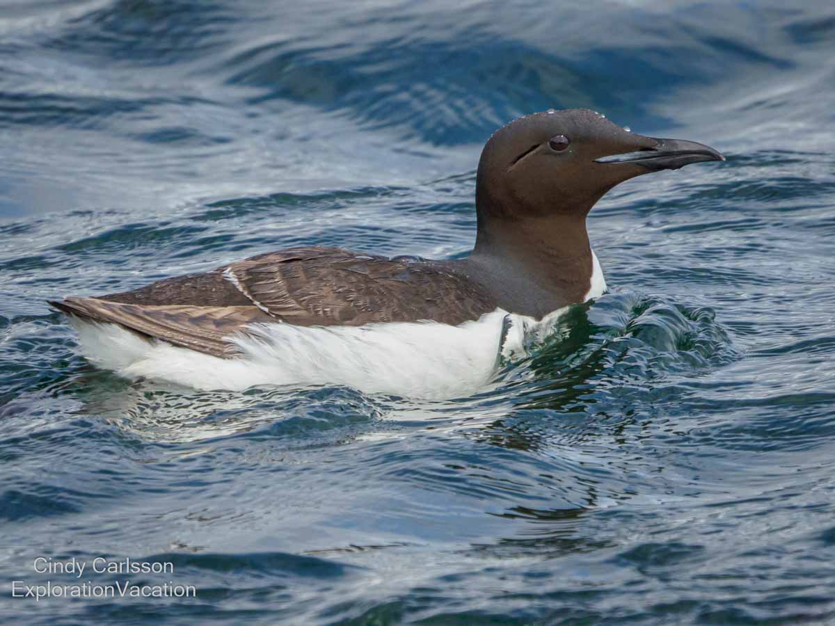 common murre in the water in Sitka Sound Alaska