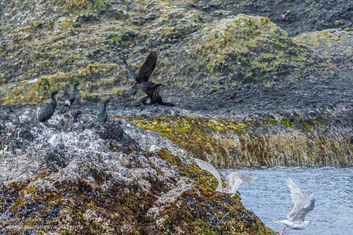 cormorants and glaucous-winged gulls on rocks on St Lazaria Island Alaska