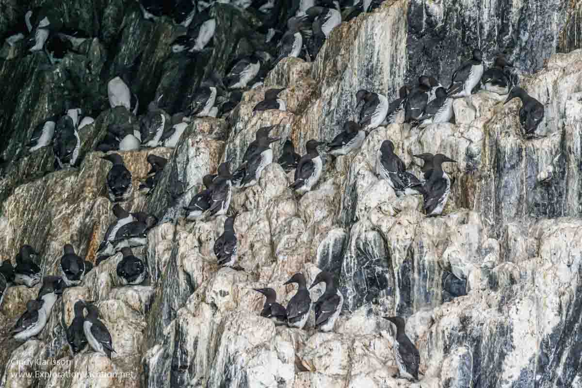 common murres roosting inside a cavern in Alaska