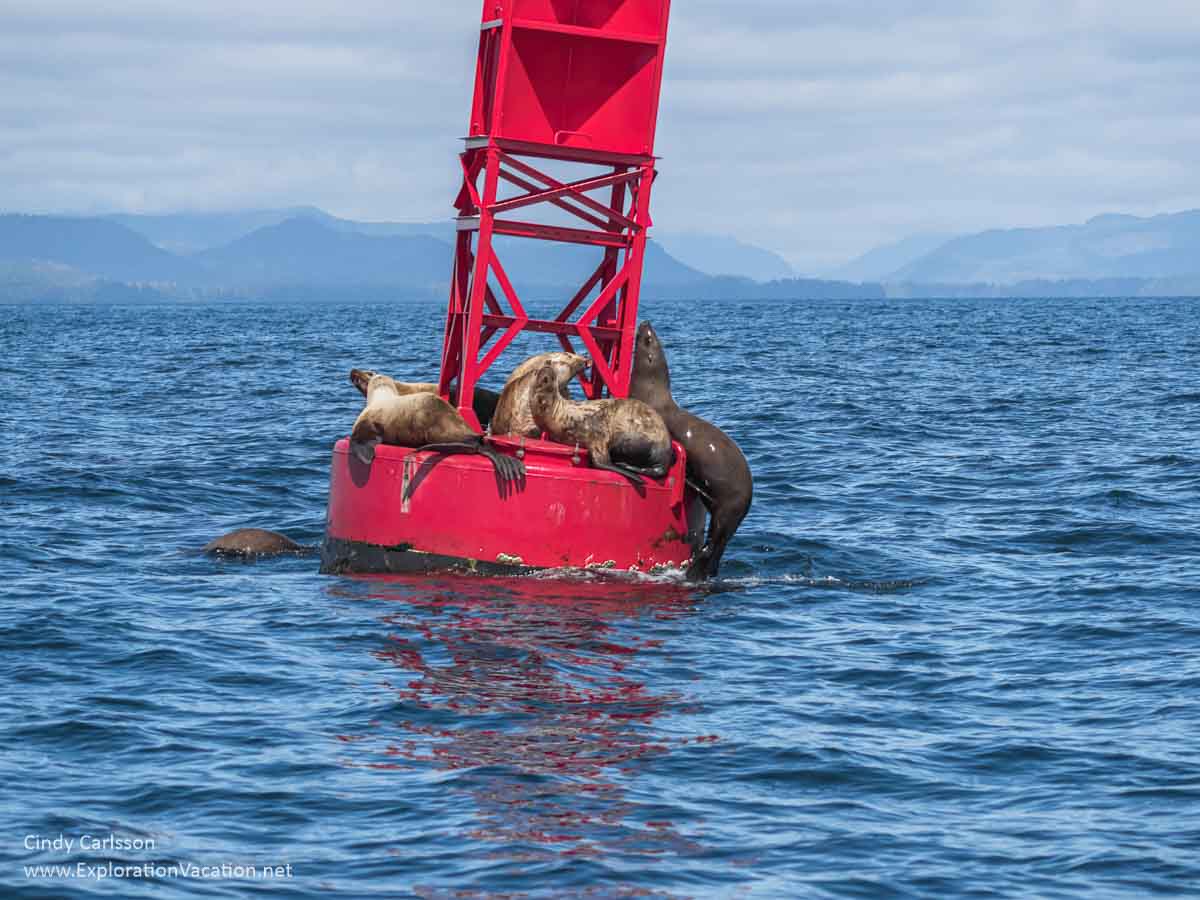 Sea lions crowd a buoy in Sitka Sound Alaska