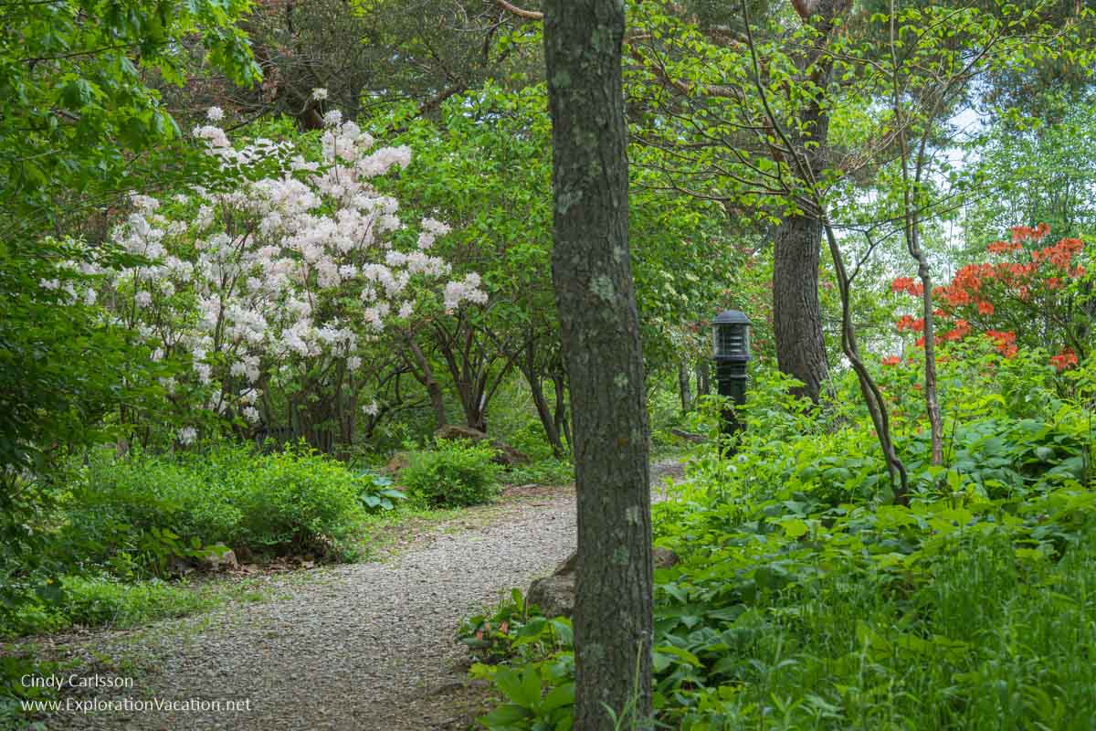 photo of azaleas blooming in Enger Park Gardens in Duluth, Minnesota © Cindy Carlsson ExplorationVacation.net