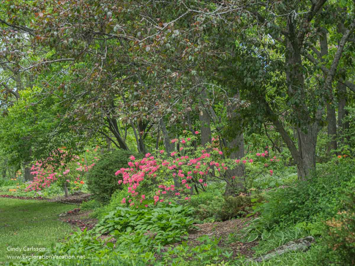 photo of azaleas blooming in Enger Park Gardens in Duluth, Minnesota © Cindy Carlsson ExplorationVacation.net