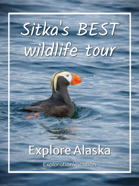 Puffin in Alaska's Sitka Sound with text "Sitka's best wildlife tour"