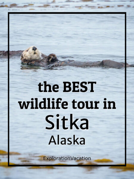 Sea otter with text "the BEST wildlife tour in Sitka Alaska"