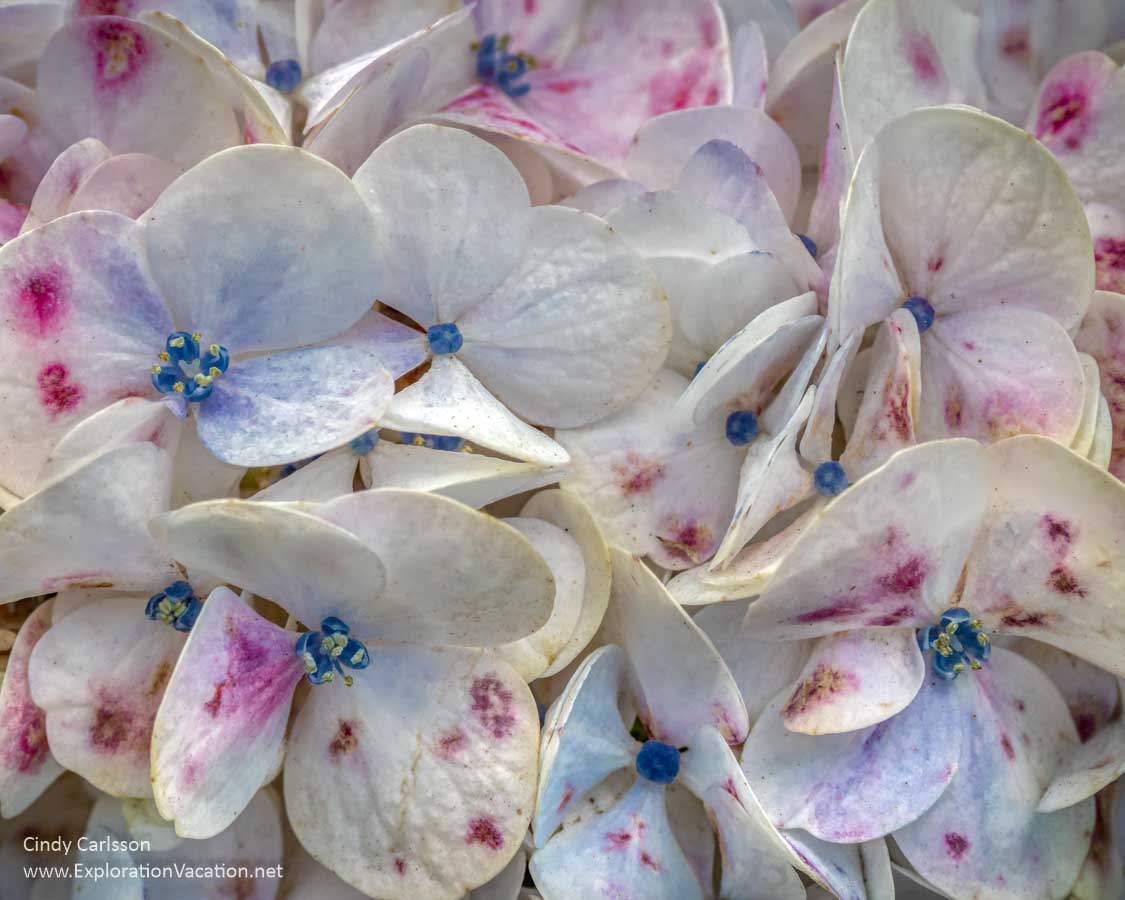 white flower petals with specks of blue, purple, and pink