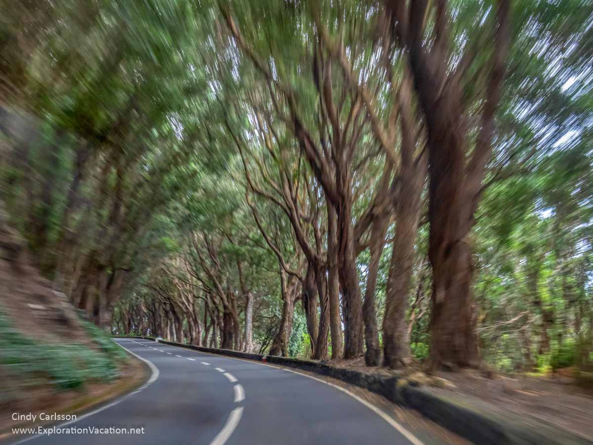 narrow curving road through a forest
