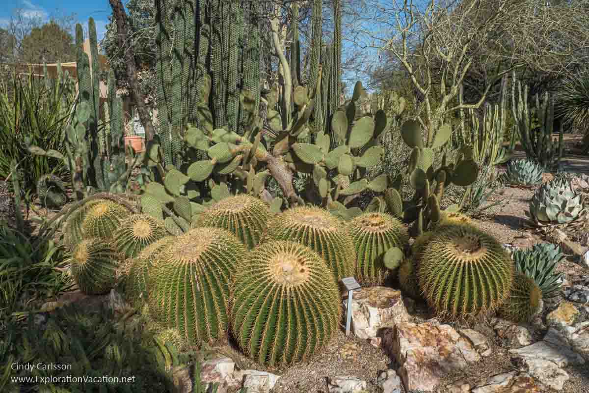 photo of a garden filled with cacti
