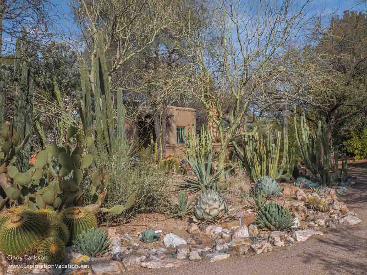 photo of cactus gardens around an adobe building