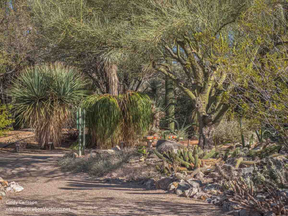 photo of a shady cactus garden