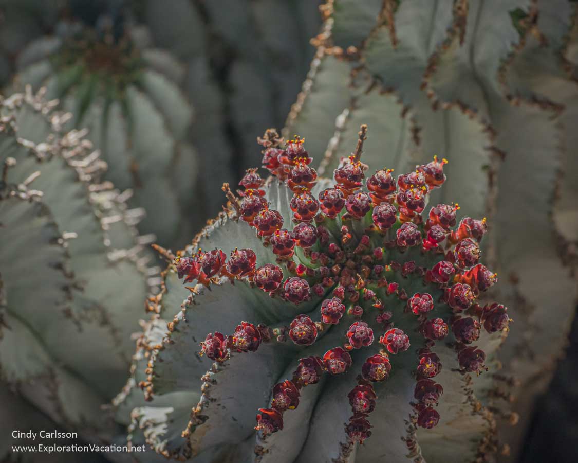 photo of a small cluster of flowers on a cacti