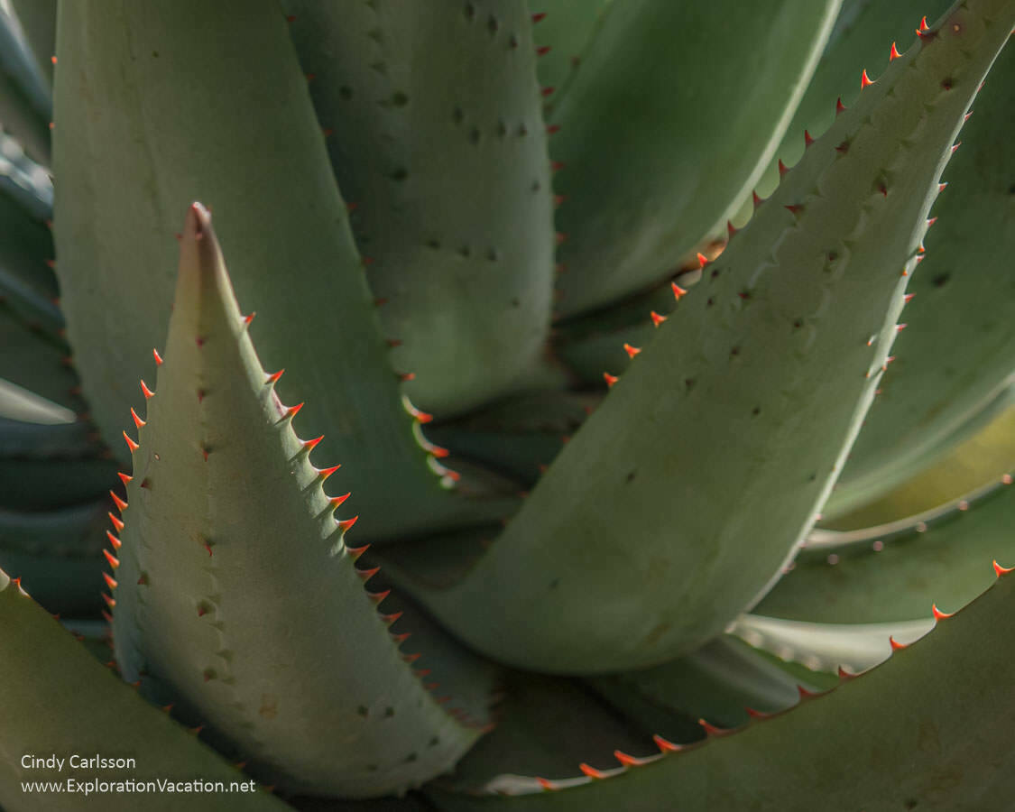 Photo of spikes on an agave