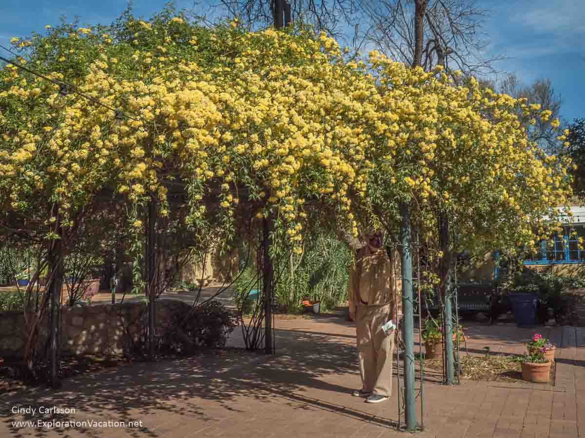 Photo of an enormous yellow rose bush with a man standing under it