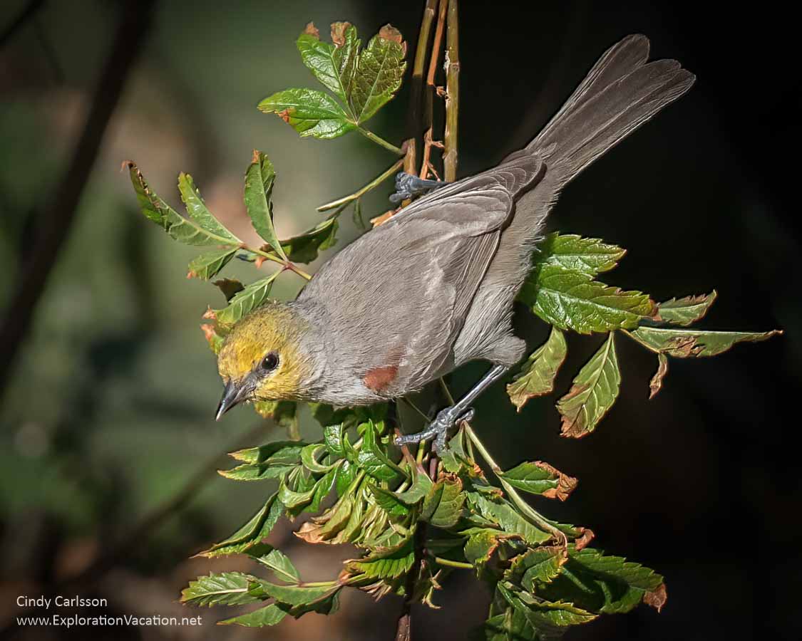 Photo of a bird called a verdin