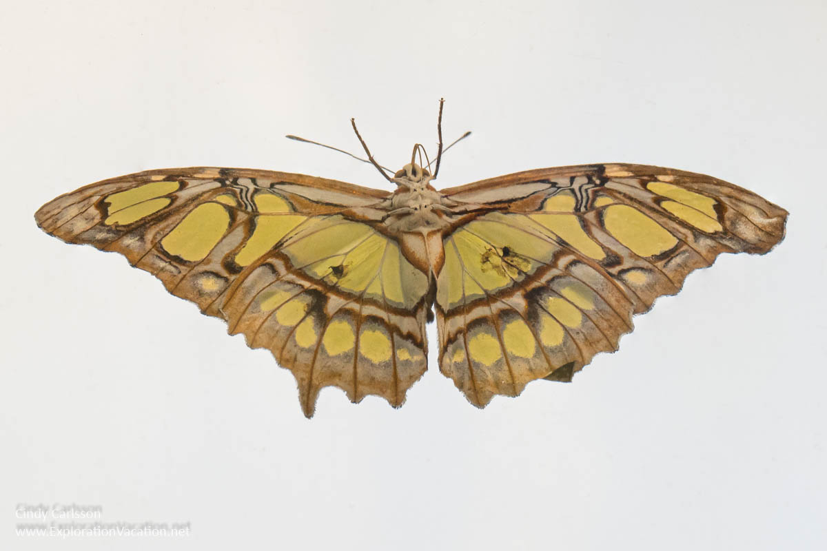 Photo of the underside of a butterfly
