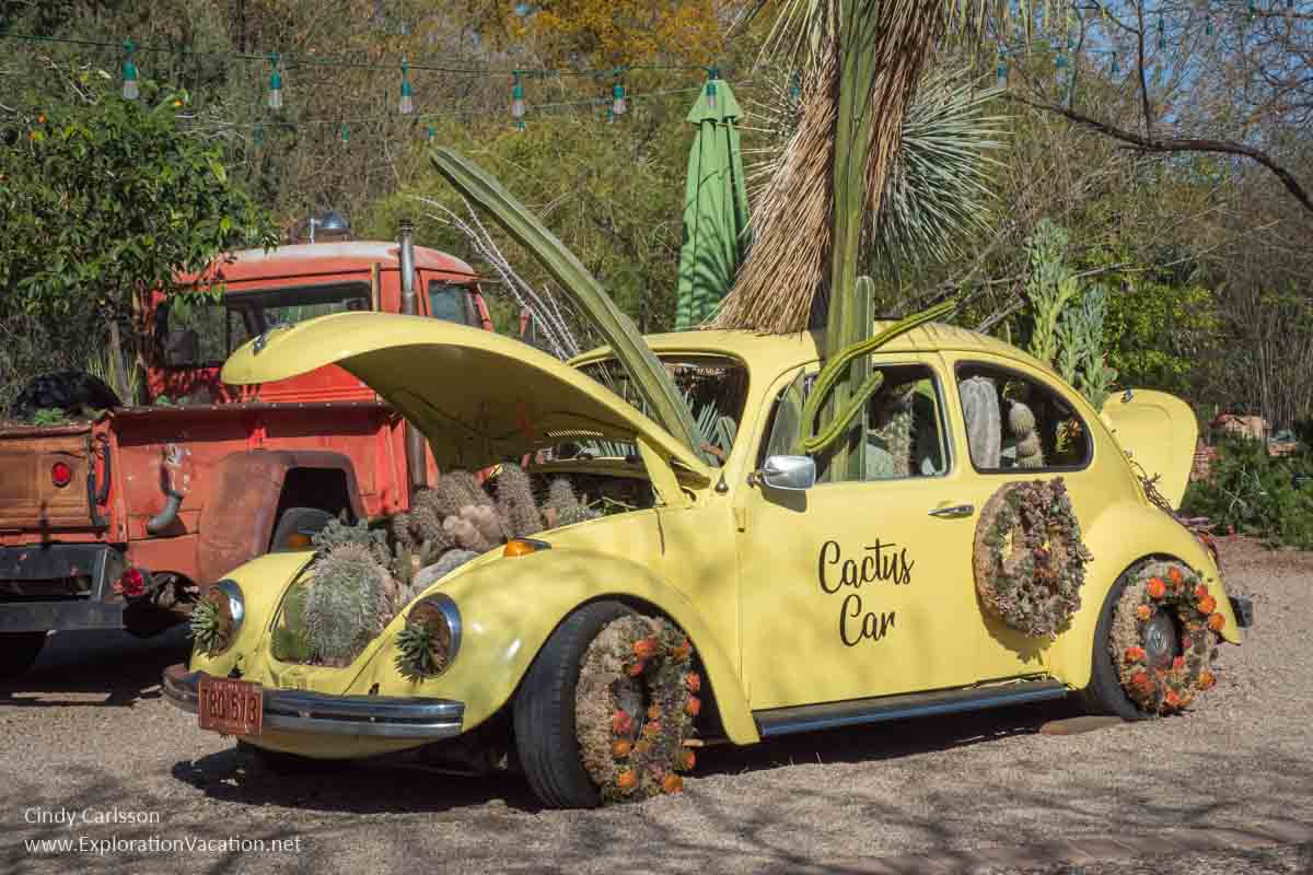 Photo of a classic yellow Volkswagen bug with cacti growing in it 