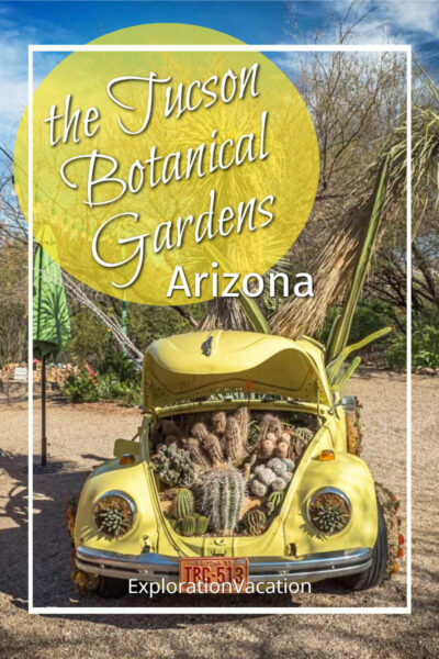 Photo of a cactus garden in an old VW Bug with text "the Tucson Botanical Gardens Arizona"